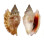 STROMBIDAE STROMBUS BULLA shell