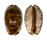 CYPRAEIDAE MAURITIA ARABICA shell
