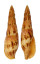 MITRIDAE MITRA INCOMPTA shell