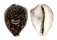 CYPRAEIDAE CYPRAEA TIGRIS shell