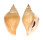 STROMBIDAE LAEVISTROMBUS TURTURELLA shell