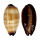 CYPRAEIDAE TALPARIA TALPA shell