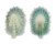 FISSURELLIDAE HEMITOMA PANHI shell