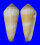 CONIDAE CONUS TEREBRA shell
