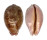CYPRAEIDAE LEPOCYPRAEA MAPPA PANERYTHRA shell