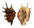 STROMBIDAE LAMBIS LAMBIS shell
