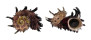 ANGARIIDAE ANGARIA MELANACANTHA shell