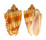 VOLUTIDAE CYMBIOLA VESPERTILIO shell