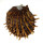 SPONDYLIDAE SPONDYLUS ECHINATUS ZONALIS shell