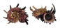 ANGARIIDAE ANGARIA MELANACANTHA shell