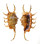 STROMBIDAE LAMBIS SCORPIO shell