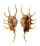 STROMBIDAE LAMBIS SCORPIO shell