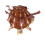 SPONDYLIDAE SPONDYLUS FOLIACEUS shell