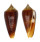 CONIDAE CONUS TMETUS shell