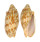 VOLUTIDAE CYMBIOLA VESPERTILIO shell