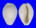 CYPRAEIDAE MONETARIA ANNULUS CAMELORUM shell