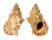 BURSIDAE TUTUFA RUBETA shell