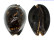CYPRAEIDAE MAURITIA MAURITIANA shell