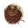 SPONDYLIDAE SPONDYLUS MULTISETOSUS shell