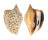 STROMBIDAE LAEVISTROMBUS TURTURELLA shell