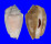 STROMBIDAE STROMBUS LENTIGINOSUS shell