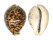 CYPRAEIDAE CYPRAEA TIGRIS shell