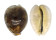 CYPRAEIDAE CYPRAEA TIGRIS shell