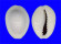 CYPRAEIDAE MONETARIA ANNULUS CAMELORUM shell