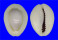 CYPRAEIDAE MONETARIA ANNULUS CAMELORUM shell