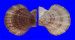 PECTINIDAE CHLAMYS FARRERI shell