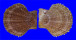 PECTINIDAE CHLAMYS FARRERI shell