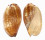 VOLUTIDAE MELO MILTONIS shell