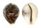CYPRAEIDAE CYPRAEA TIGRIS shell