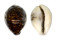 CYPRAEIDAE CYPRAEA TIGRIS shell