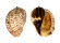 HARPIDAE HARPA MAJOR shell