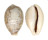 CYPRAEIDAE CYPRAEA VITELLUS shell