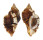 MURICIDAE MUREX BURNETTI COREANICA shell