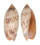 VOLUTIDAE AMORIA DAMONI shell