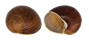 LANDSNAIL HELICOPHANTA VESICALIS shell
