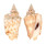 STROMBIDAE STROMBUS GRANULATUS shell