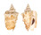 STROMBIDAE STROMBUS GRANULATUS shell