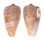 CONIDAE CONUS PERONIANUS shell