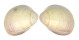 CARDIIDAE LAEVICARDIUM SERRATUM shell