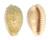 CYPRAEIDAE ERRONEA CHINENSIS VARIOLARIA shell