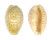 CYPRAEIDAE ERRONEA CHINENSIS VARIOLARIA shell
