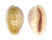 CYPRAEIDAE ERRONEA CHINENSIS VARIOLARIA shell