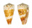 CONIDAE CONUS VIDUA CUYOENSIS shell
