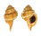RANELLIDAE CYMATIUM CARIBBAEUM shell