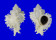 MURICIDAE CHICOREUS CICHOREUM shell