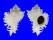 MURICIDAE HEXAPLEX CICHOREUM shell